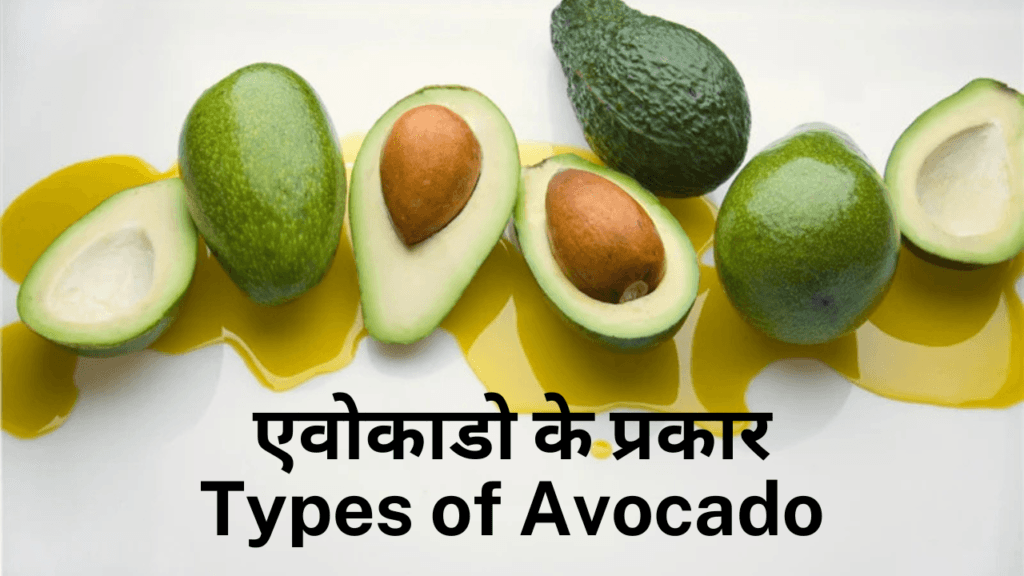 एवोकाडो-Avocado खाने के फायदे, तरीके और नुकसान  10 Best Health Benefits of Eating Avocado